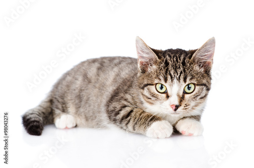 Wallpaper Mural tabby cat looking at camera. isolated on white background Torontodigital.ca