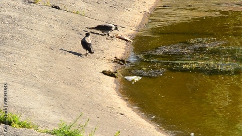 Two grey crows with one eating dead fish on shore  photo