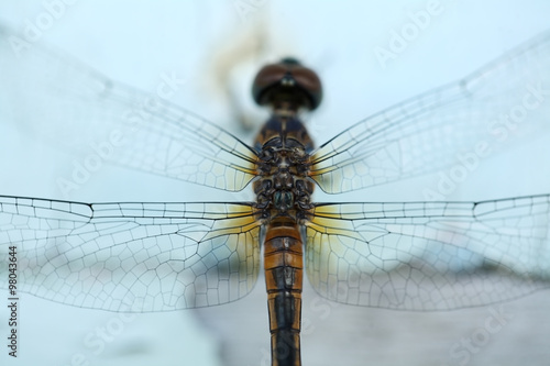 close up of yellow dragonfly.