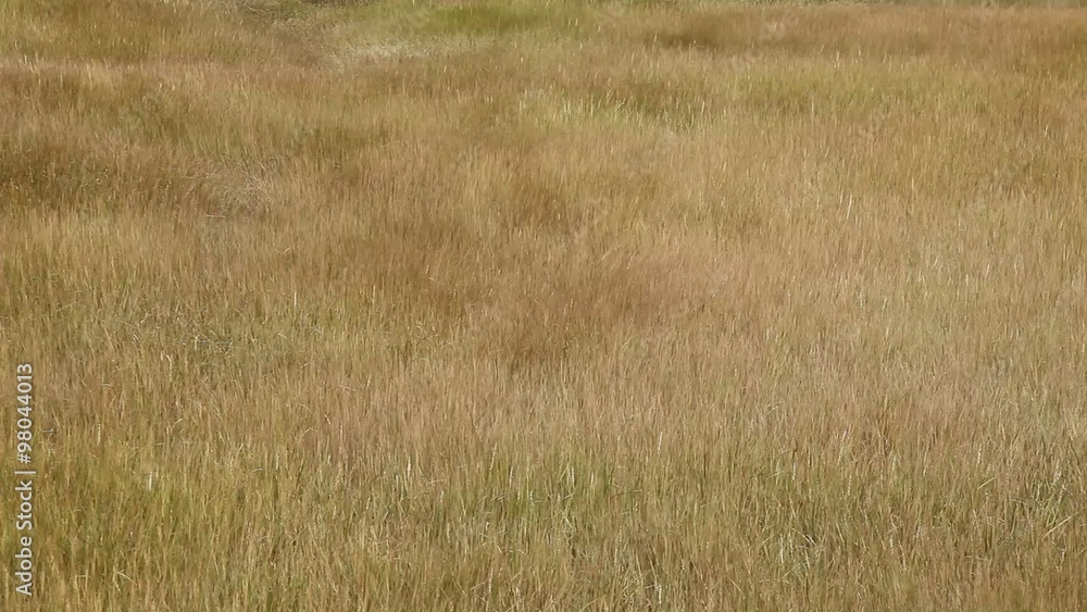 Field of long golden grass swaying in the blowing wind Field of long golden grass swaying in the blowing wind