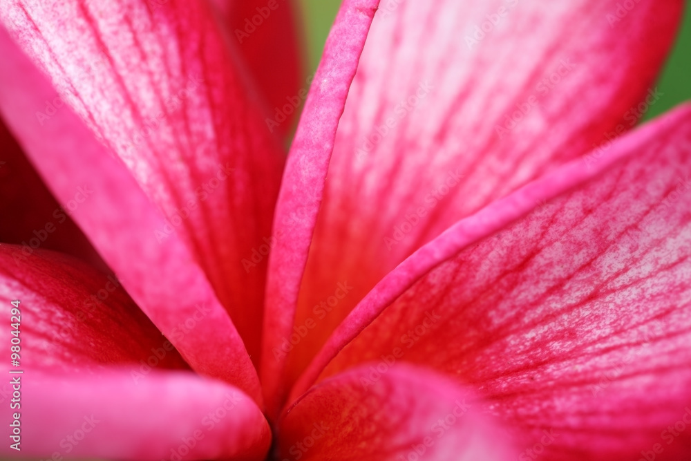 close up  of pink frangiapani flower.