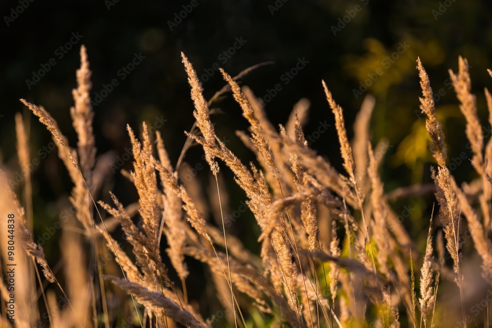 Fototapeta premium Foxtail grass