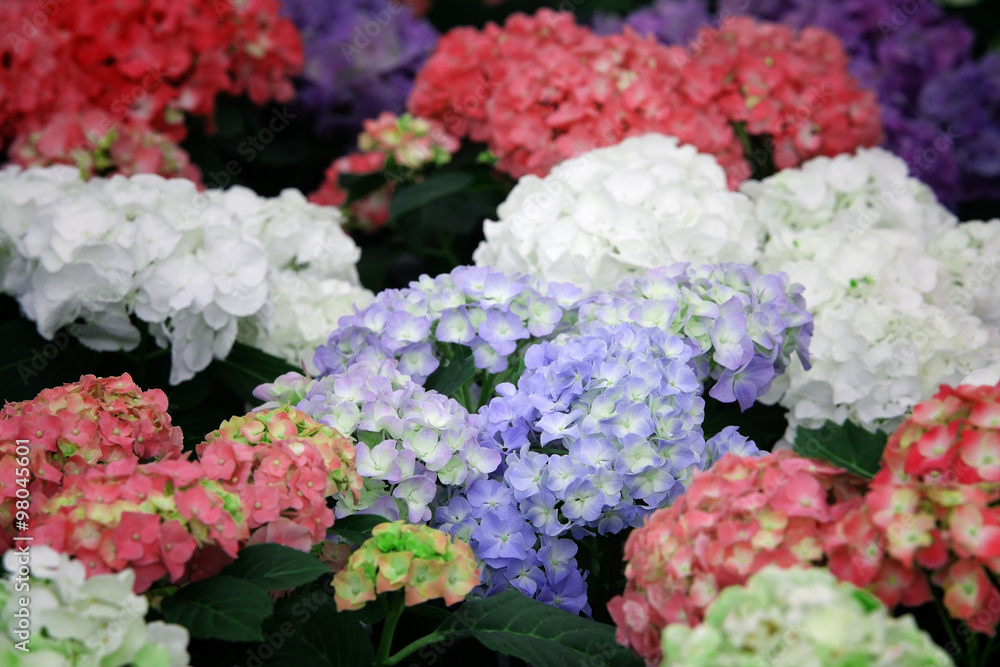 colorful hydrangeas