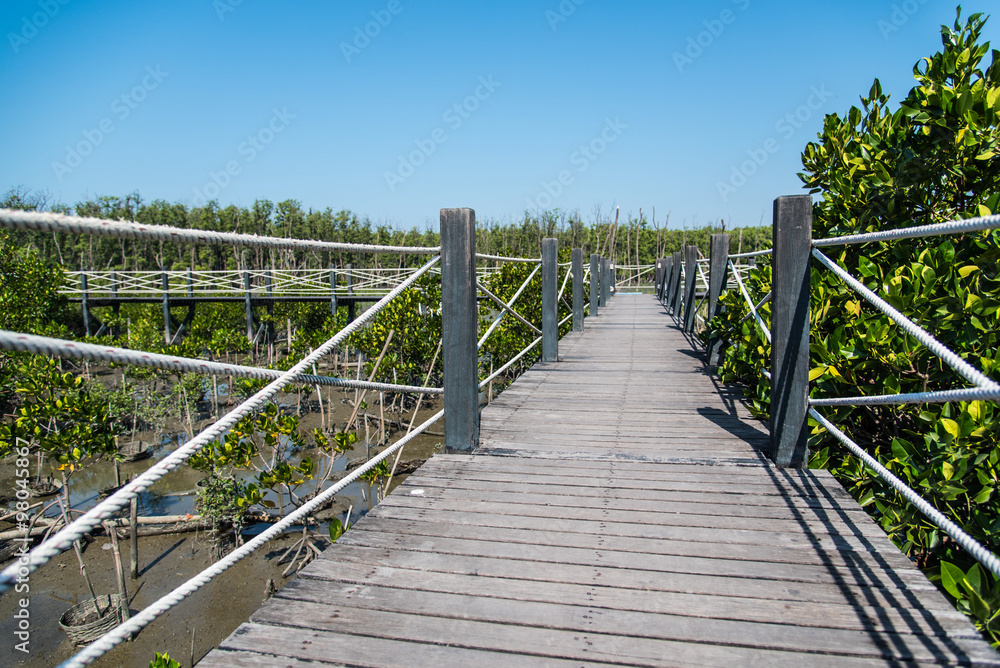 Wooden walkway, Mangrove forest in Thailand.