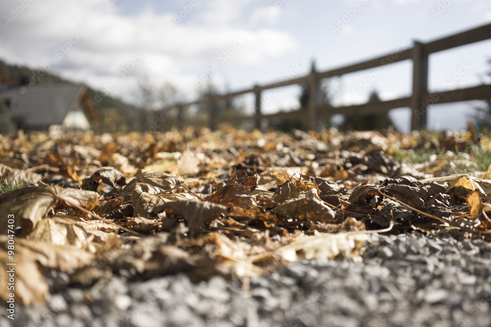 Brown autumn leaves on a gravel path Brown autumn leaves on a gravel path