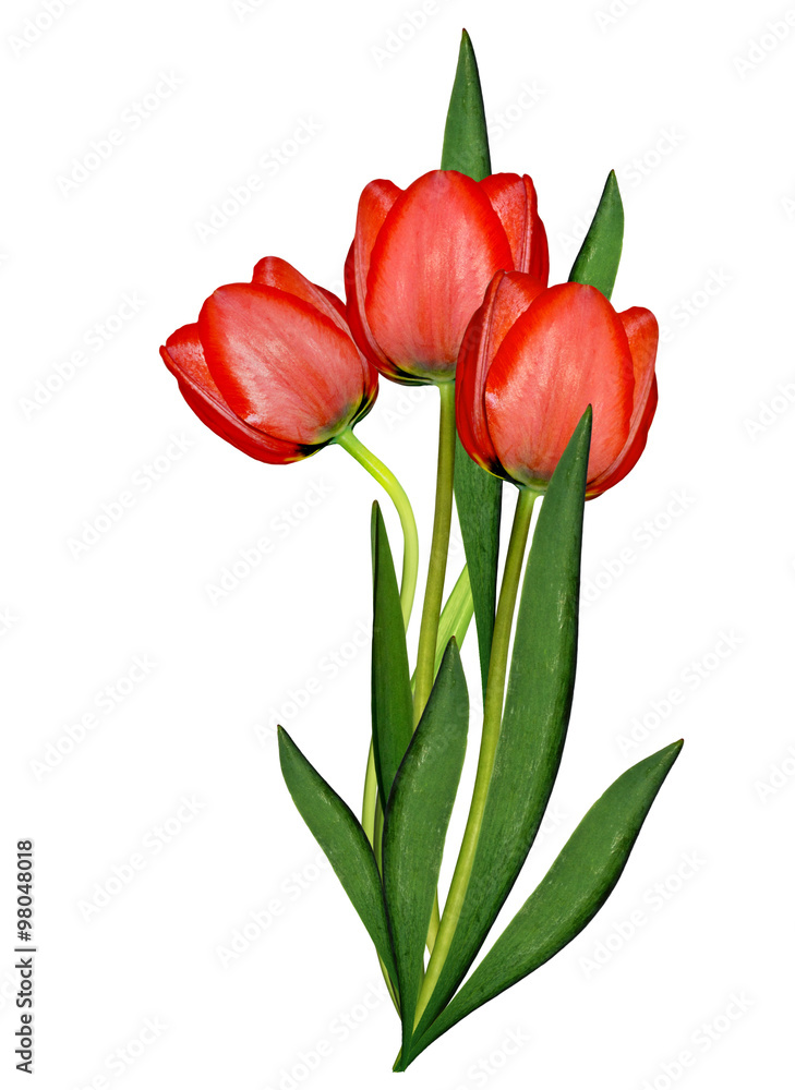 spring flowers tulips isolated on white background spring flowers tulips isolated on white background
