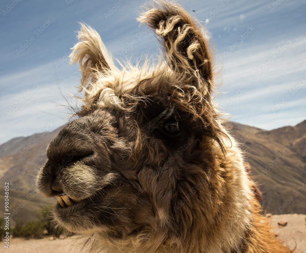 Fototapeta premium llama face