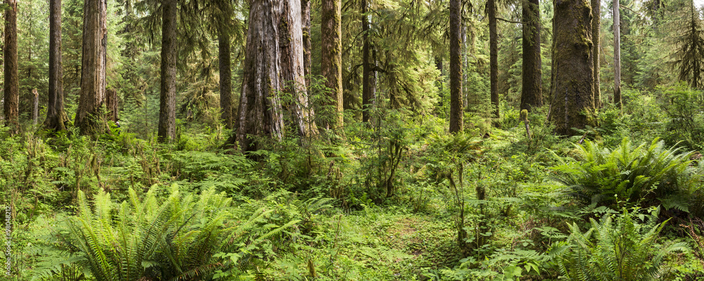 Lush Ferns and Trees in Hoh Rainforest