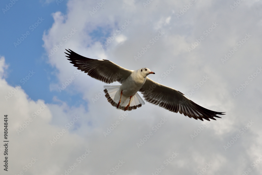 Obraz premium Seagull in Thailand.