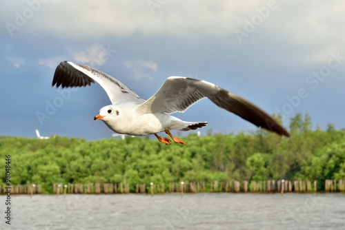 Seagull in Thailand.