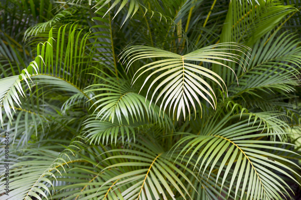 Tropical jungle background of layers of green palm fronds Tropical jungle background of layers of green palm fronds