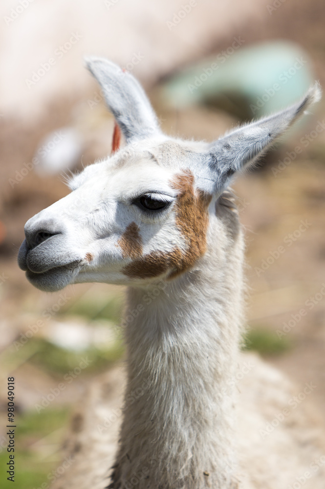 Nice baby lama portrait in Cusco, Peru