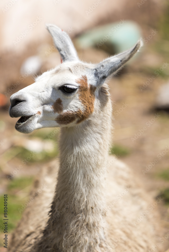 Nice baby lama portrait in Cusco, Peru