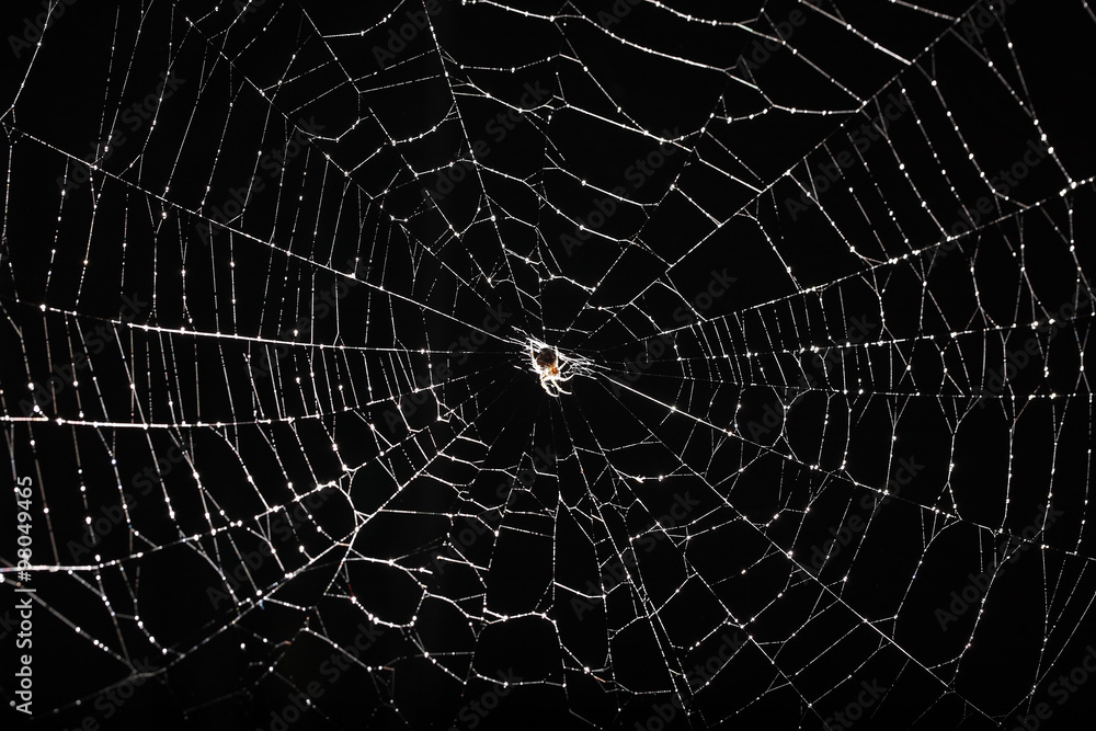 spider web isolated on black background
