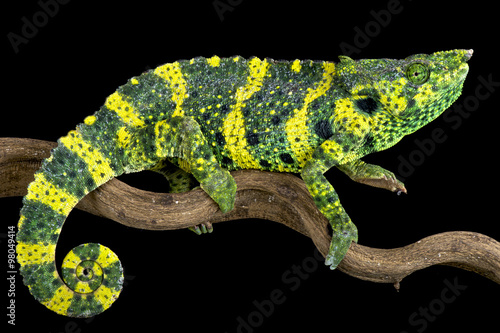 Meller's chameleon (Trioceros melleri) photo