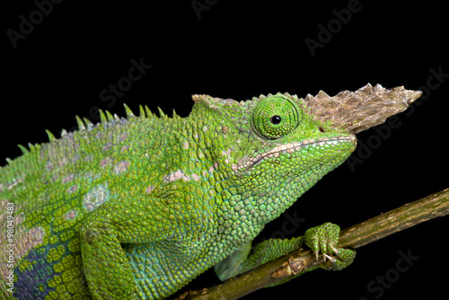 Fischer's chameleon (Kinyongia fischeri )
