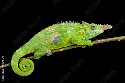 Fischer's chameleon (Kinyongia fischeri )