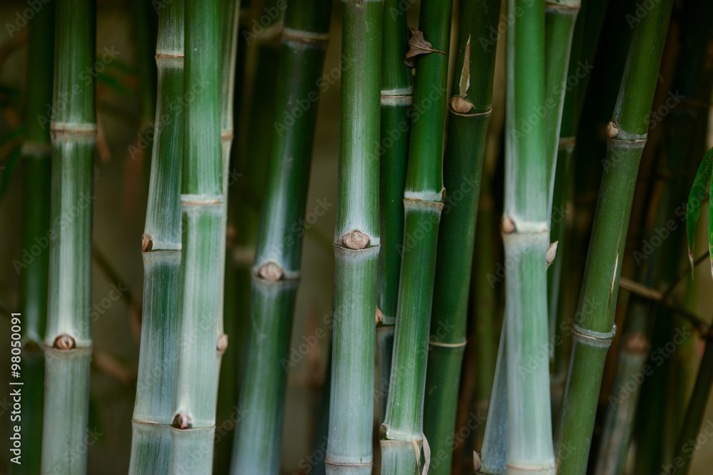 Fototapeta premium bamboo tree