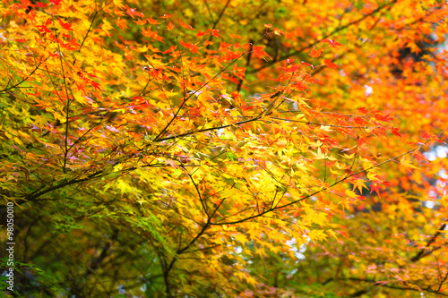 Colored Japanese maple leaf