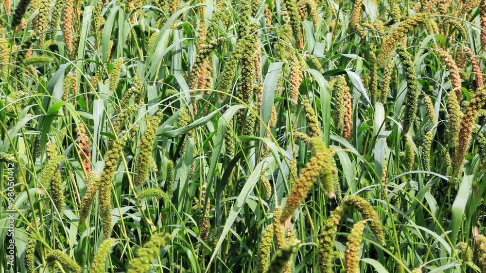 Vidéo Stock Foxtail millet plants swayed by wind. Millet is used as