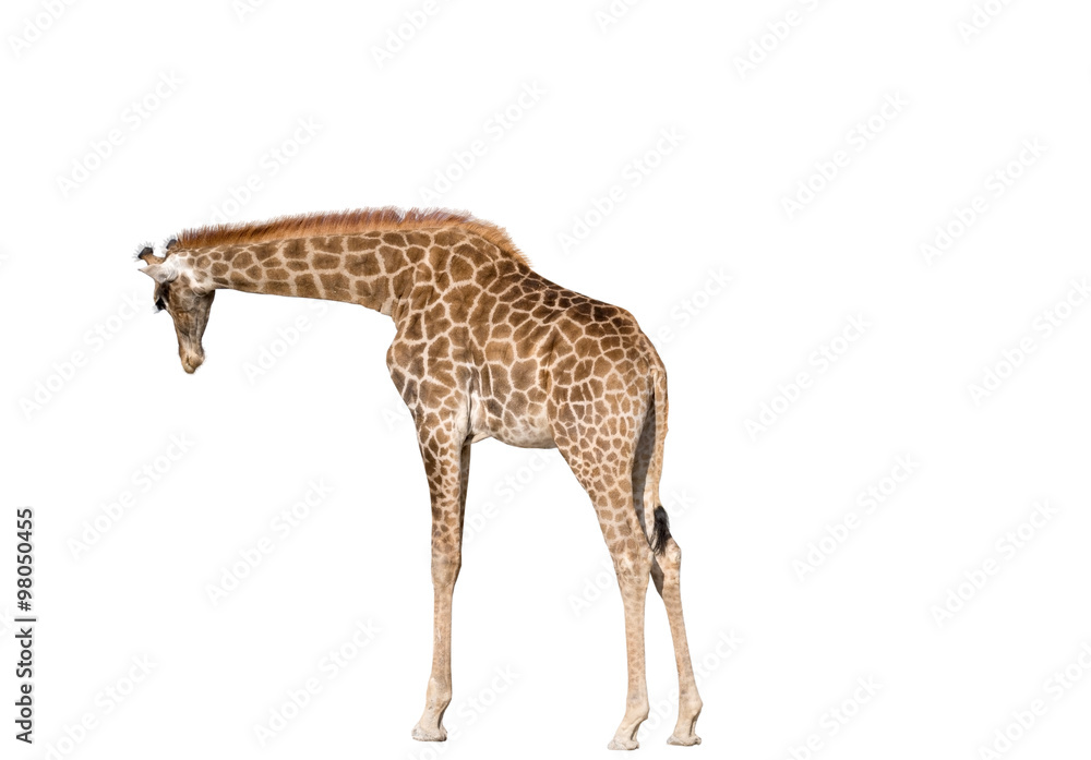Fototapeta premium Giraffe isolated on white background