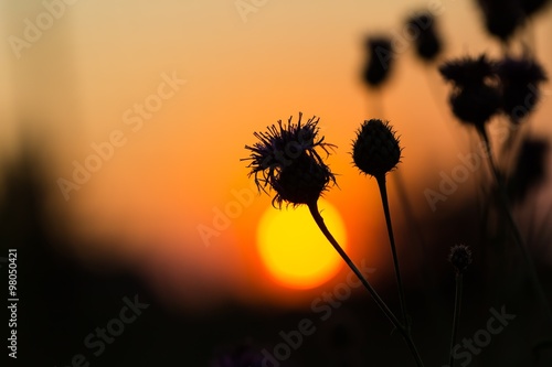 Thistle flowers on sunset sky