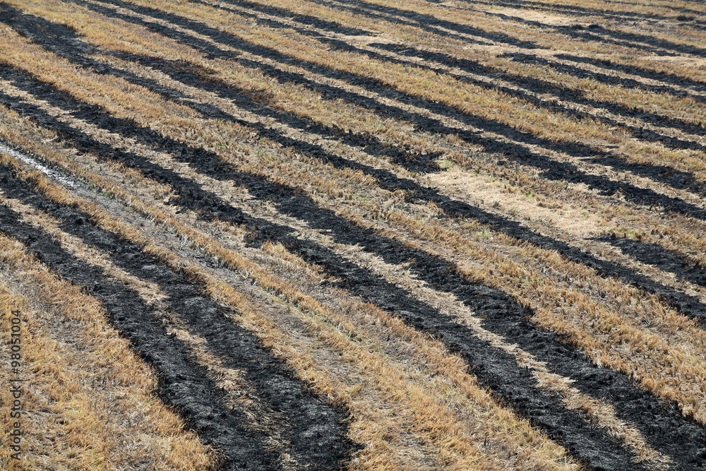 burning track in paddy field. burning track in paddy field.