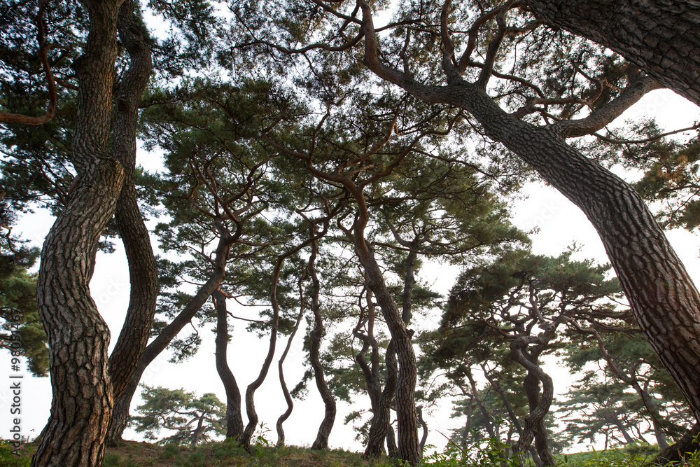 Naklejka premium 소나무