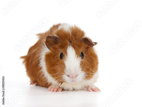 Baby Abyssinian Guinea Pig on white Background. (2 weeks old)
