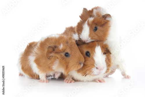 Baby Abyssinian Guinea Pig on white Background. (2 weeks old) 