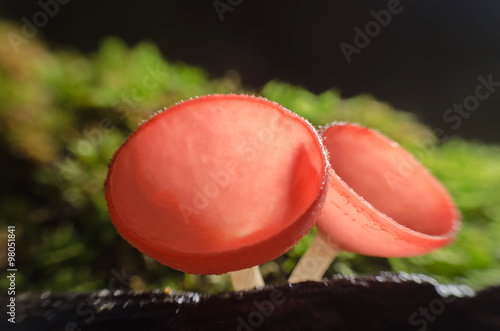 Orange mushroom or Champagne mushroom in rain forest,Close up,selective focus with shallow depth of field:Macro shot. (Un-focus image)
