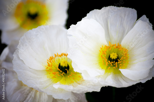 White Icelandic poppies in bloom, late winter and early spring in the garden. photo