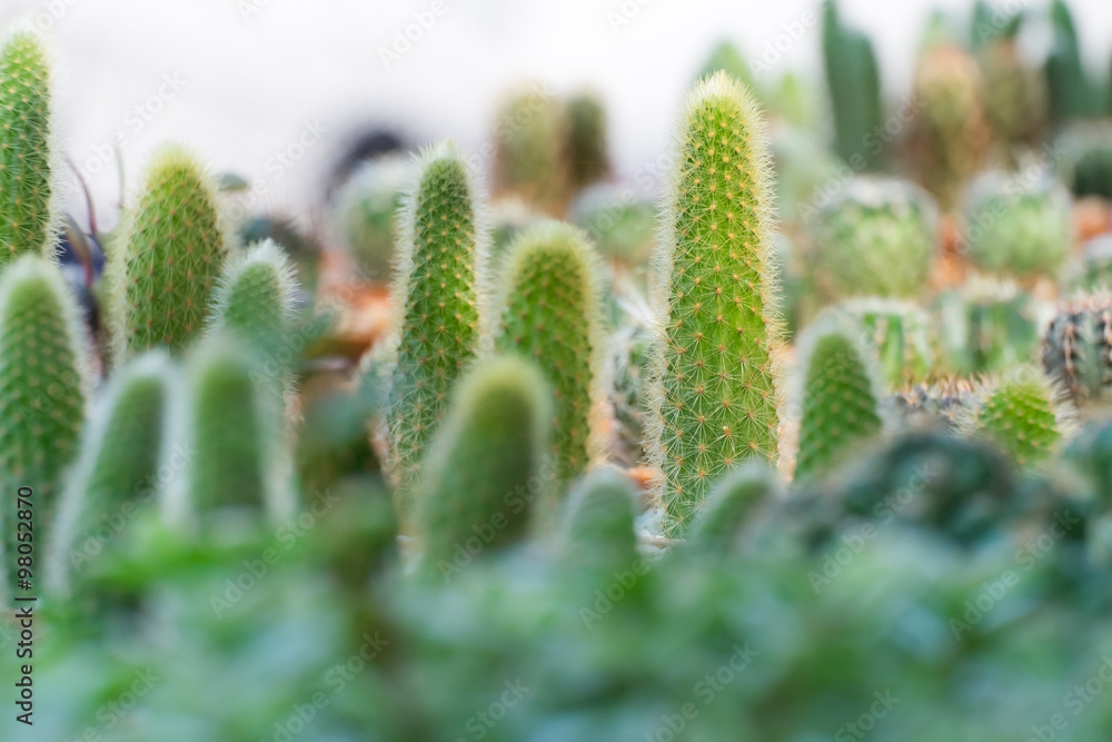 Various cactus plants. Various cactus plants.