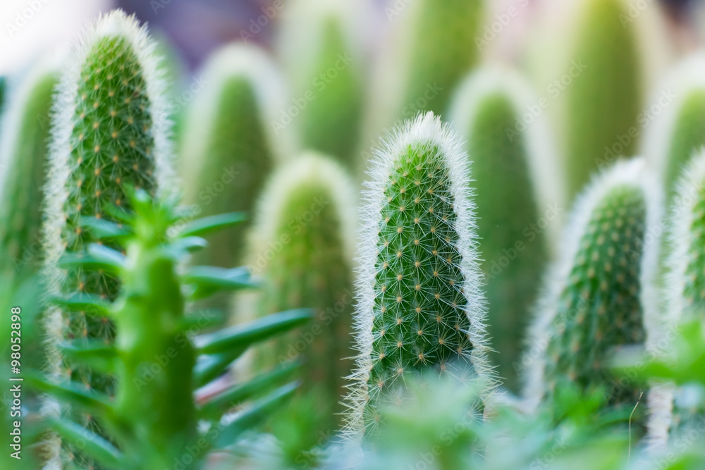 Various cactus plants. Various cactus plants.