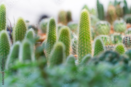Various cactus plants.