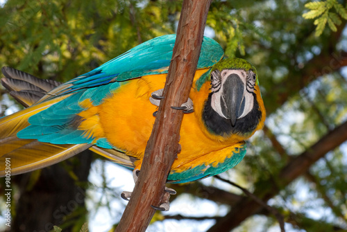 The Blue-and-yellow Macaw (Ara ararauna), also known as the Blue-and-gold Macaw, is a member of the group of large Neotropical parrots known as macaws.
 photo