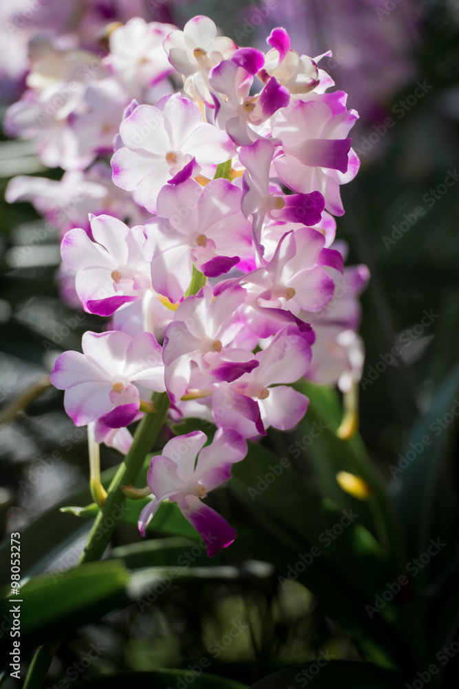 Beautiful pink ornamental plants. Beautiful pink ornamental plants.