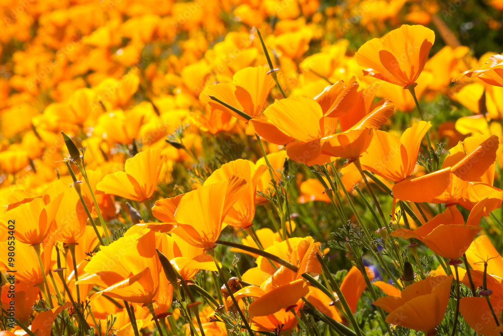 Obraz premium Masses of orange California poppies, spring flowers in the wild and in the garden.