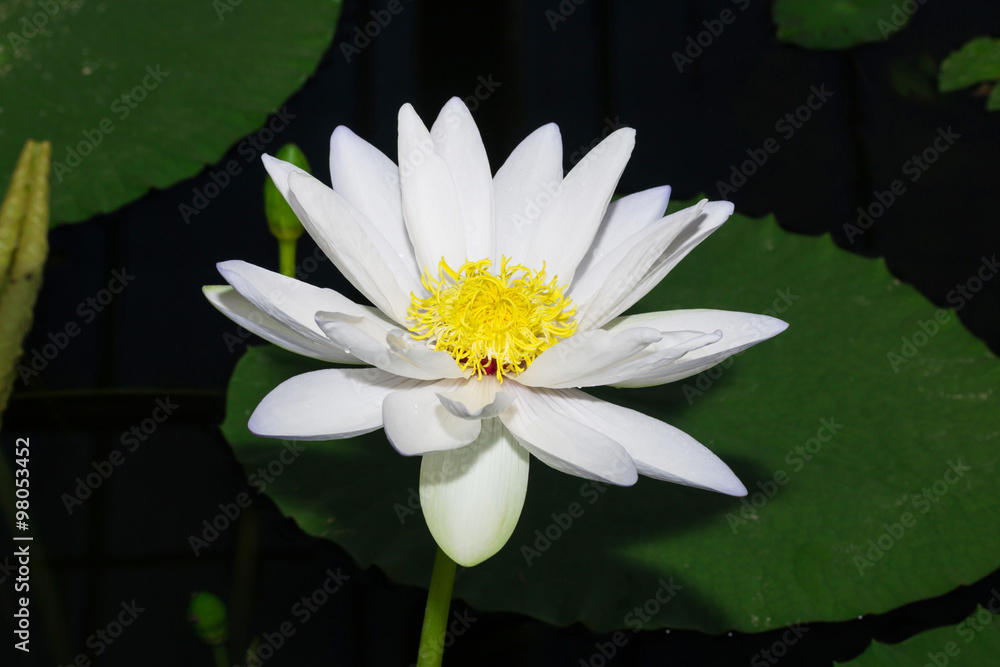 beautiful yellow waterlily or lotus flower in pond
beautiful yellow waterlily or lotus flower in pond