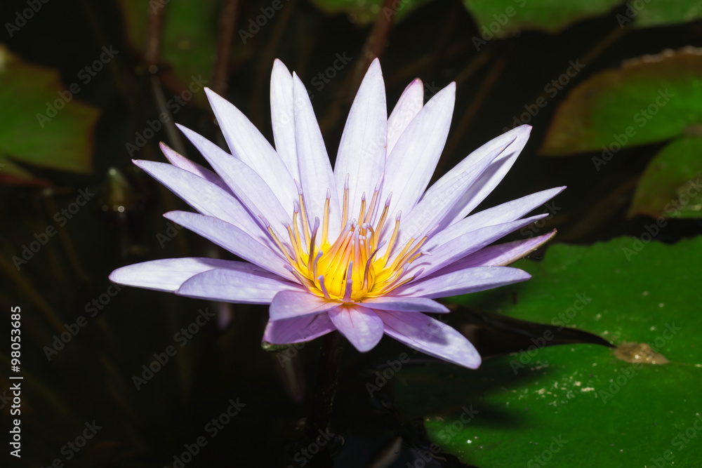 beautiful Purple waterlily or lotus flower in pond
beautiful Purple waterlily or lotus flower in pond