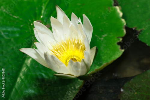 Fototapeta Naklejka Na Ścianę i Meble -  beautiful yellow waterlily or lotus flower in pond
