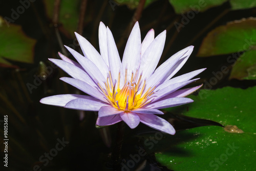 beautiful Purple waterlily or lotus flower in pond  