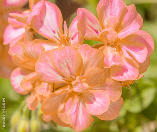 Fototapeta Naklejka Na Ścianę i Meble -  pélargonium