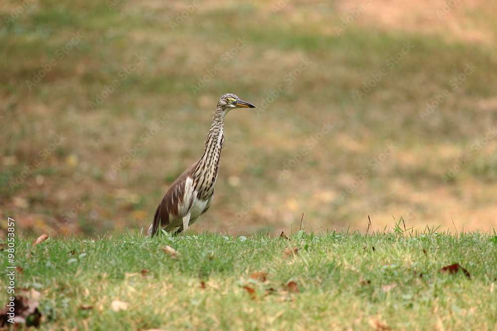PADDY BIRD STANDING ON LAWN PADDY BIRD STANDING ON LAWN