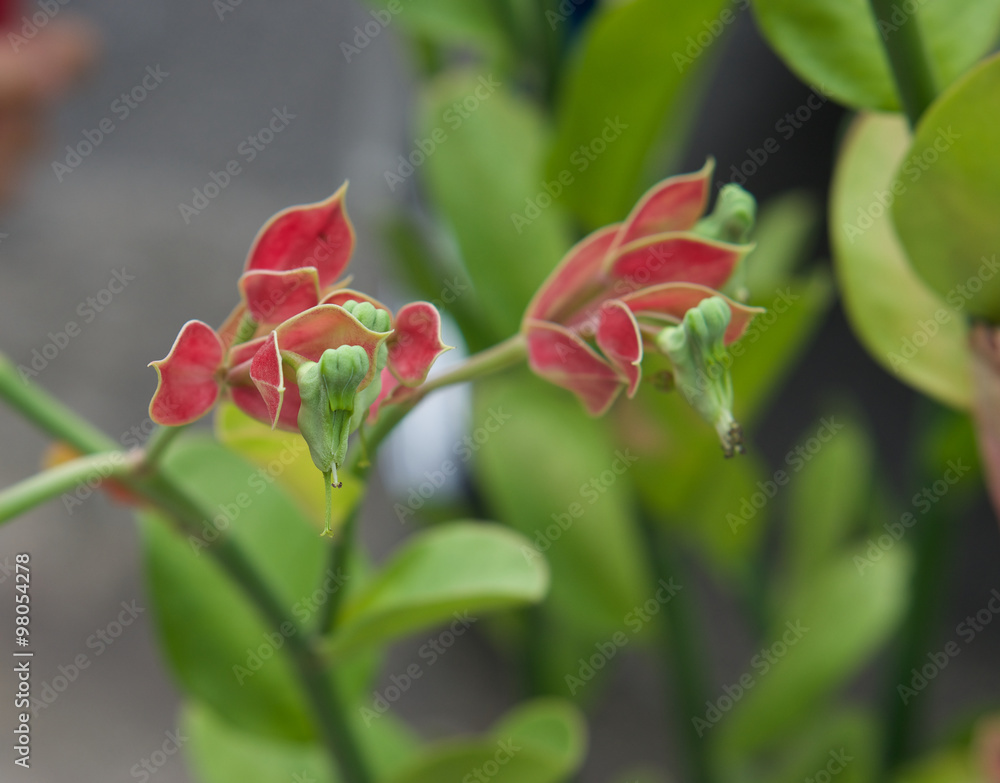 Pedilanthus bracteatus Pedilanthus bracteatus