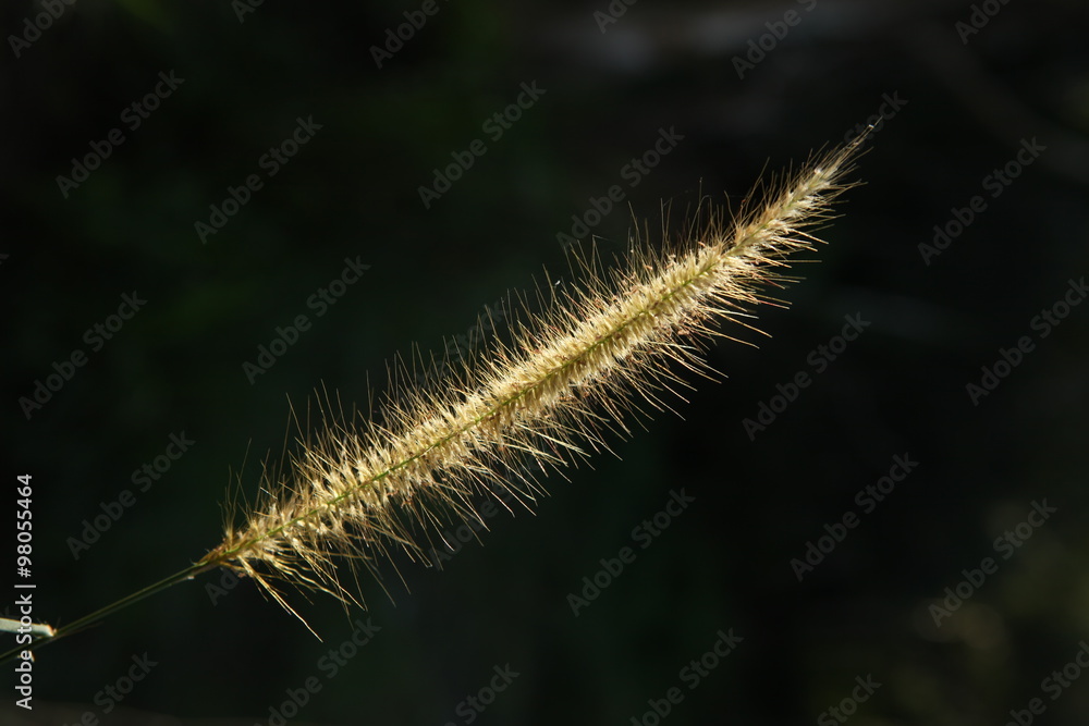 Fototapeta premium Leafs Micro shot