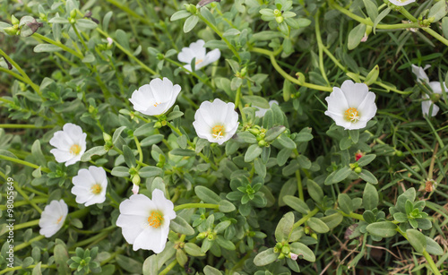 White mosss-rose, Purslane or sun plant flower photo
