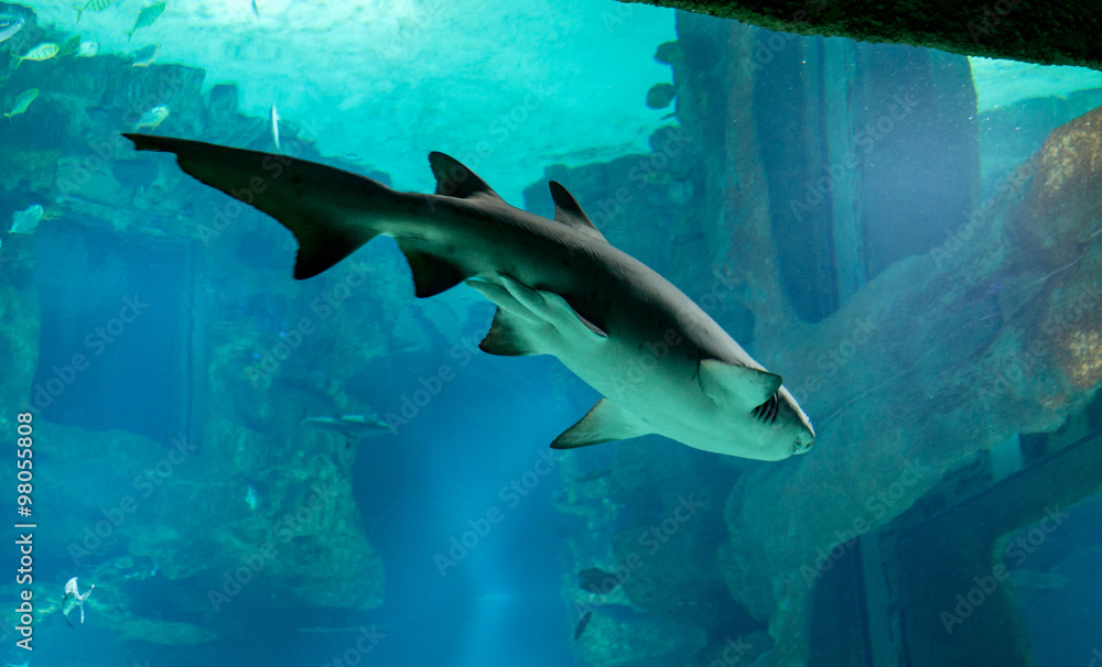 Fototapeta premium Tiger Shark swims along the shallow water 