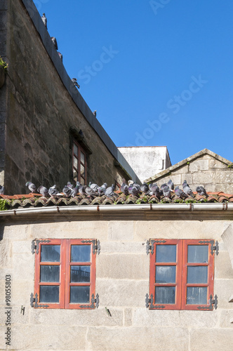 Pigeons on the tiled roof. Photo taken in the Herreria Square, Pontevedra, Spain.