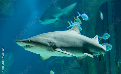 Tiger Shark swims along the shallow water 